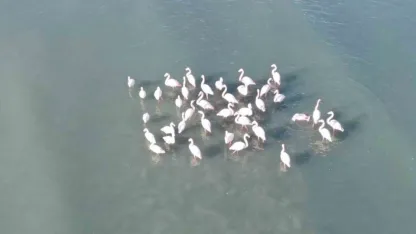 Flamingolar bu yıl da Van’dan göç etmedi