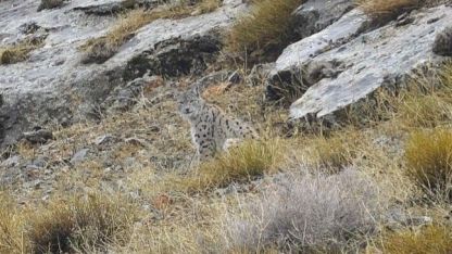 Kemaliye’de vaşak ve kızıl akbaba doğal yaşam alanlarında görüntülendi