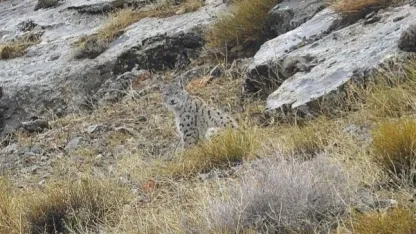 Kemaliye’de vaşak ve kızıl akbaba doğal yaşam alanlarında görüntülendi