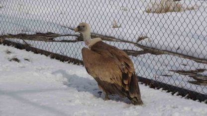 Van YYÜ’de yırtıcı kuşlar şifa bulup doğaya dönüyor