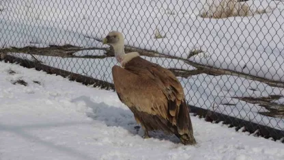 Van YYÜ’de yırtıcı kuşlar şifa bulup doğaya dönüyor