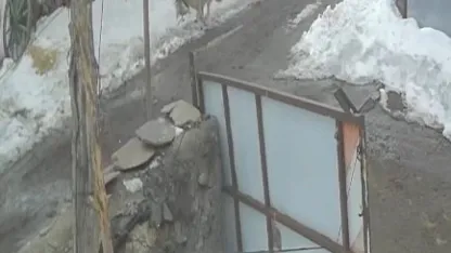 Köye inen kurt kaz sürüsüne saldırdı