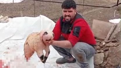 Bitlis’te ölü doğan kuzu, panda yavrusuna benzerliğiyle şaşırttı