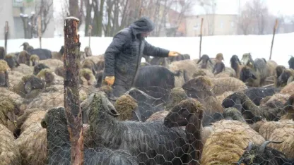 Muş’ta devlet desteğiyle hayvan sayısı arttı