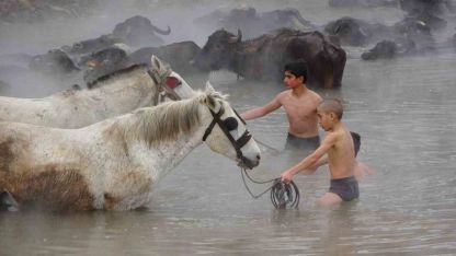 Manda ve atların kışın ortasında kaplıca keyfi