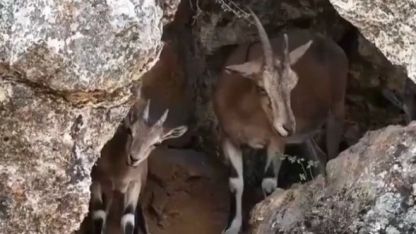 Dağ keçileri drone kamerasına yakalandı