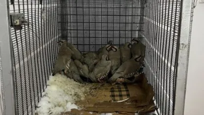 Muradiye'de keklik avına 75 bin 303 TL idari para cezası