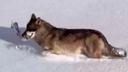 Ardahan'da kurtlar karlı arazide ağzında kemikle görüntülendi