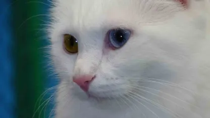 Prof. Dr. Kaya: "Kediler hayatımızın ayrılmaz bir parçasıdır"