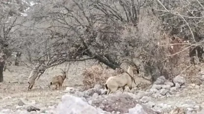 Malatya’da sürü halindeki yaban keçileri görüntülendi