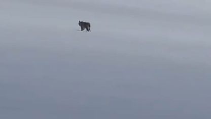 Bitlis'in Adilcevaz ilçesinde kar üzerinde vaşak görüntülendi