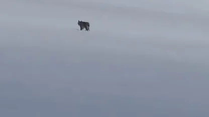 Bitlis'in Adilcevaz ilçesinde kar üzerinde vaşak görüntülendi