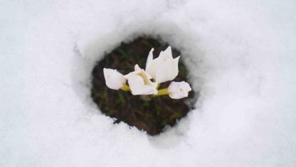 Muş Ovasında baharın müjdeleyicisi çiğdemler kar altında kaldı
