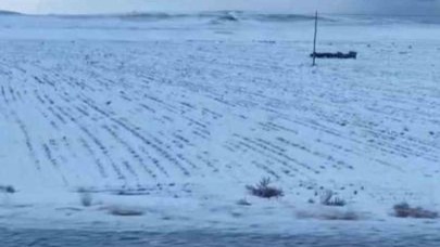 Adilcevaz’da domuz sürüsü görüntülendi