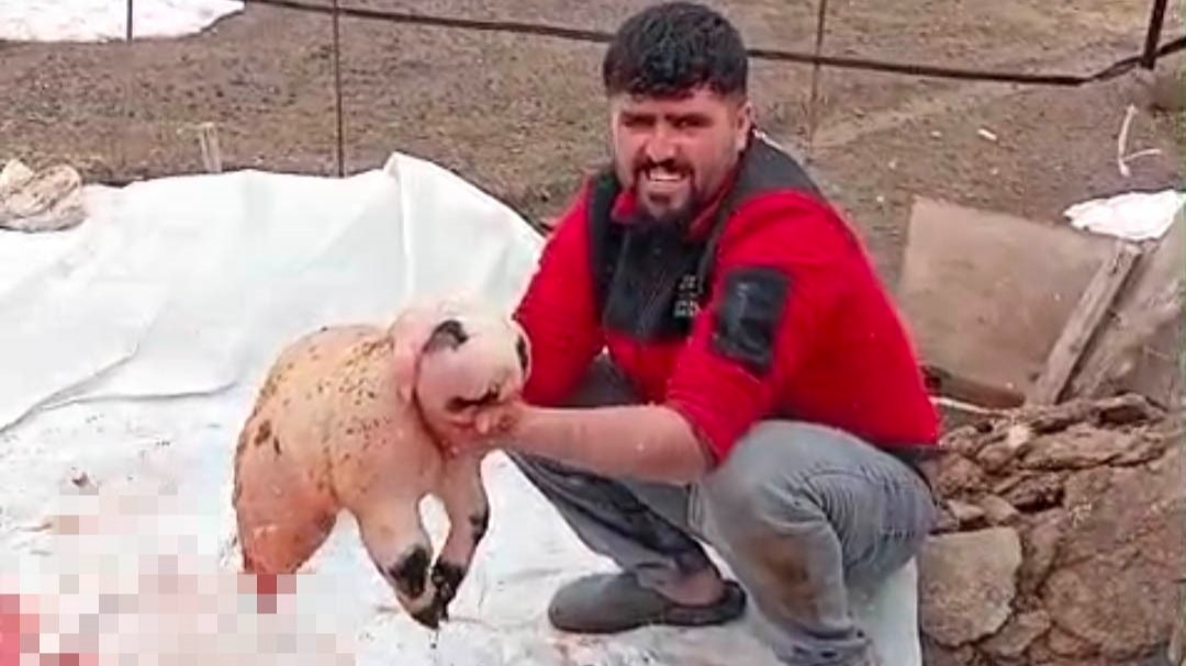 Adilcevaz'da pandaya benzeyen kuzu incelemeye alındı: "Binde bir görülen anomali olabilir"