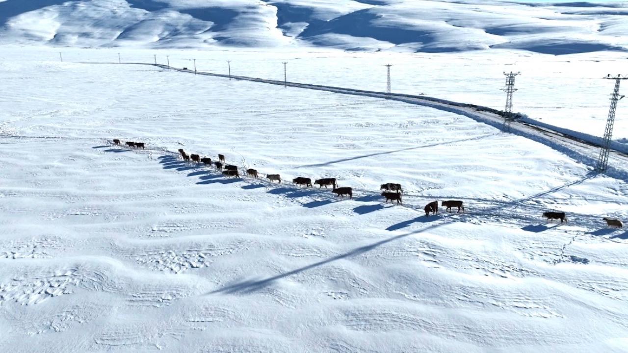 Ağrı’da besiciler karları aşıp hayvan suluyor (Videolu Haber)