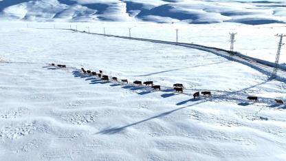 Ağrı’da besiciler karları aşıp hayvan suluyor (Videolu Haber)