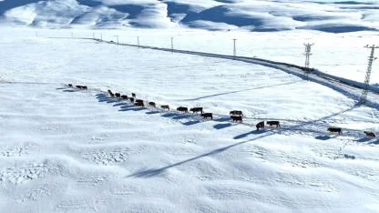 Ağrı’da besiciler karları aşıp hayvan suluyor (Videolu Haber)