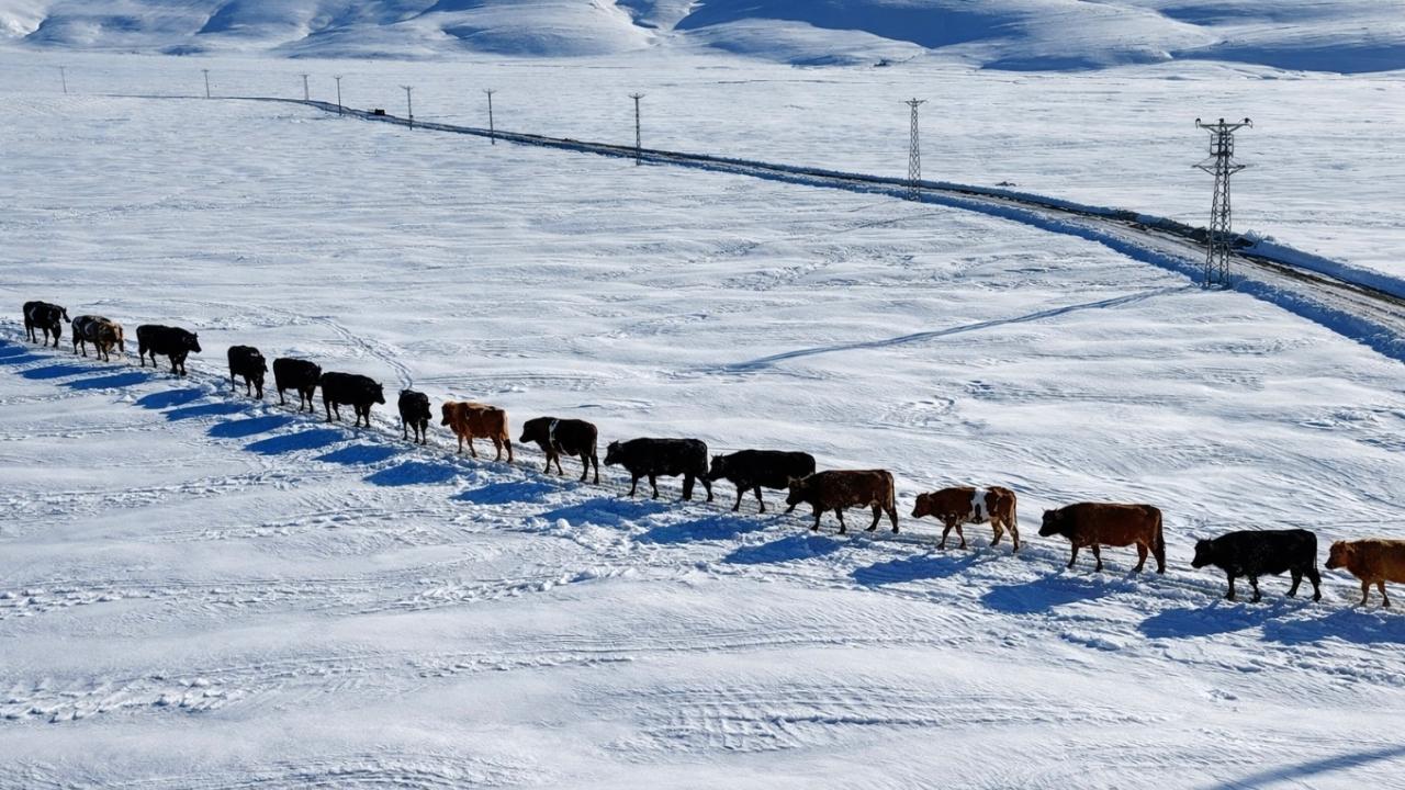 Ağrı’da besiciler karları aşıp hayvan suluyor (Videolu Haber)
