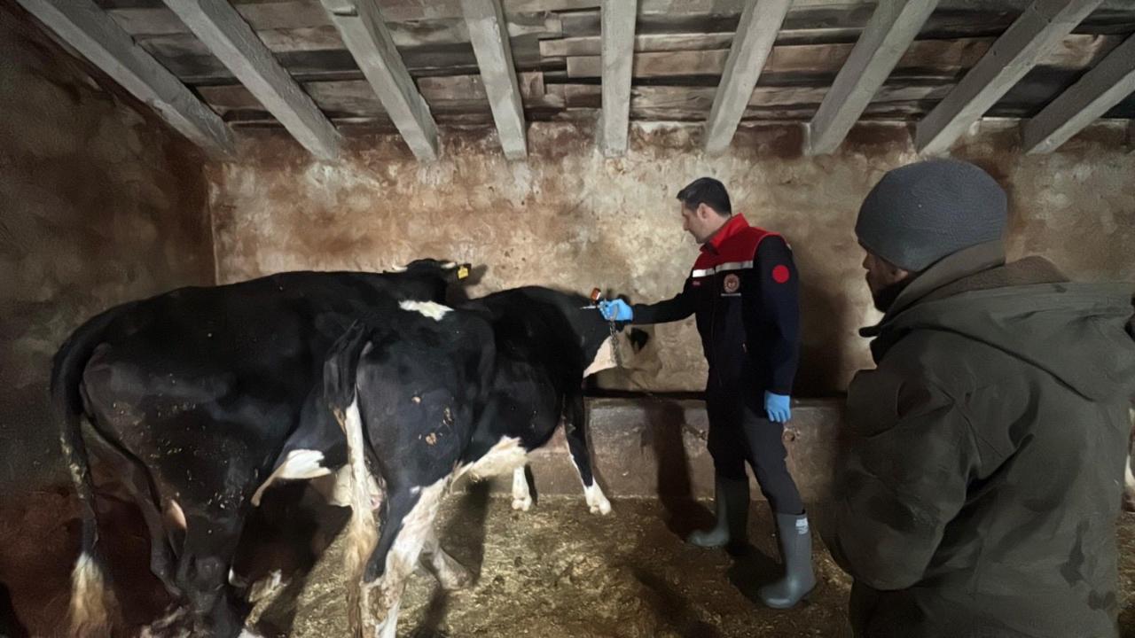 Ağrı’da ilkbahar dönemi şap aşılaması devam ediyor