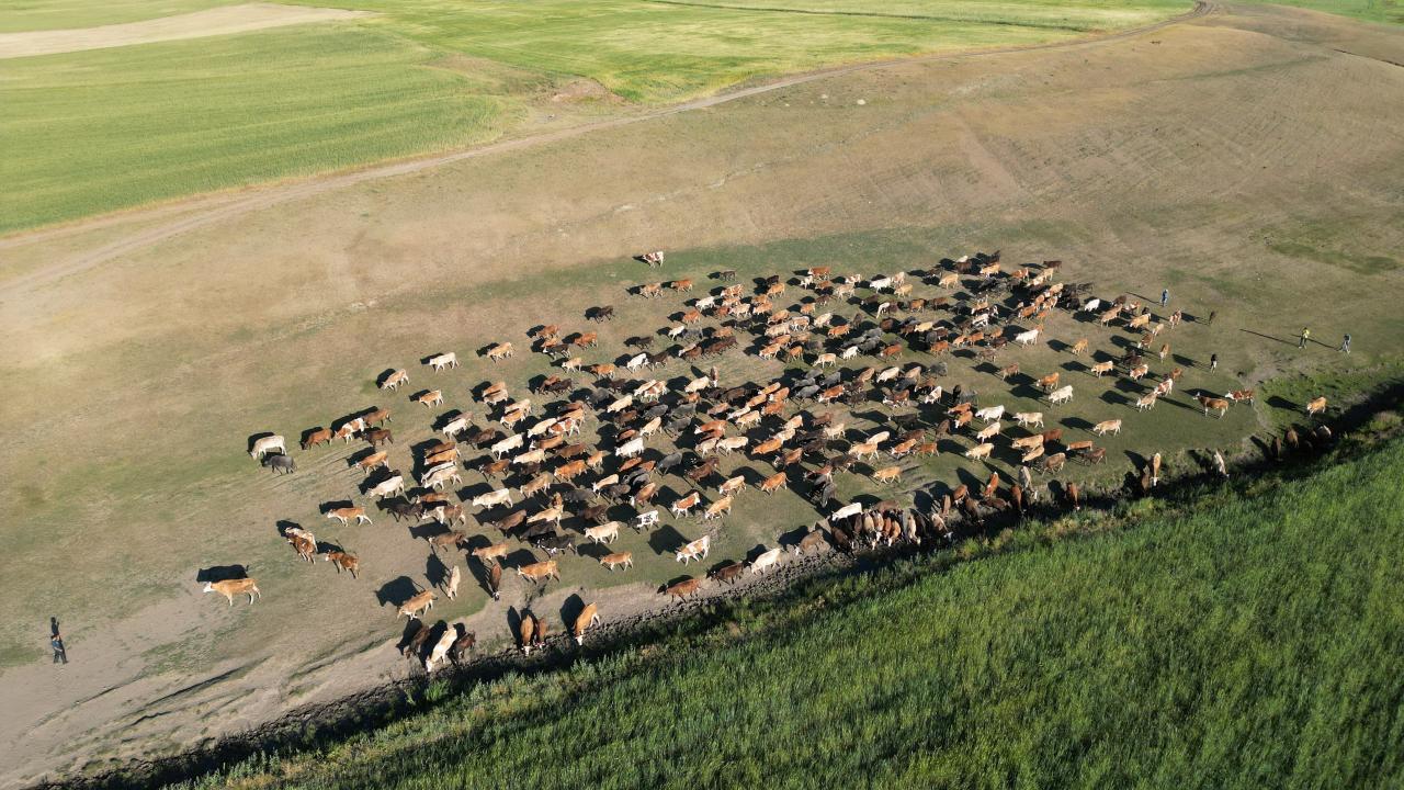 Ağrı’da Tarım ve Hayvancılığa Yeni Yol Haritası