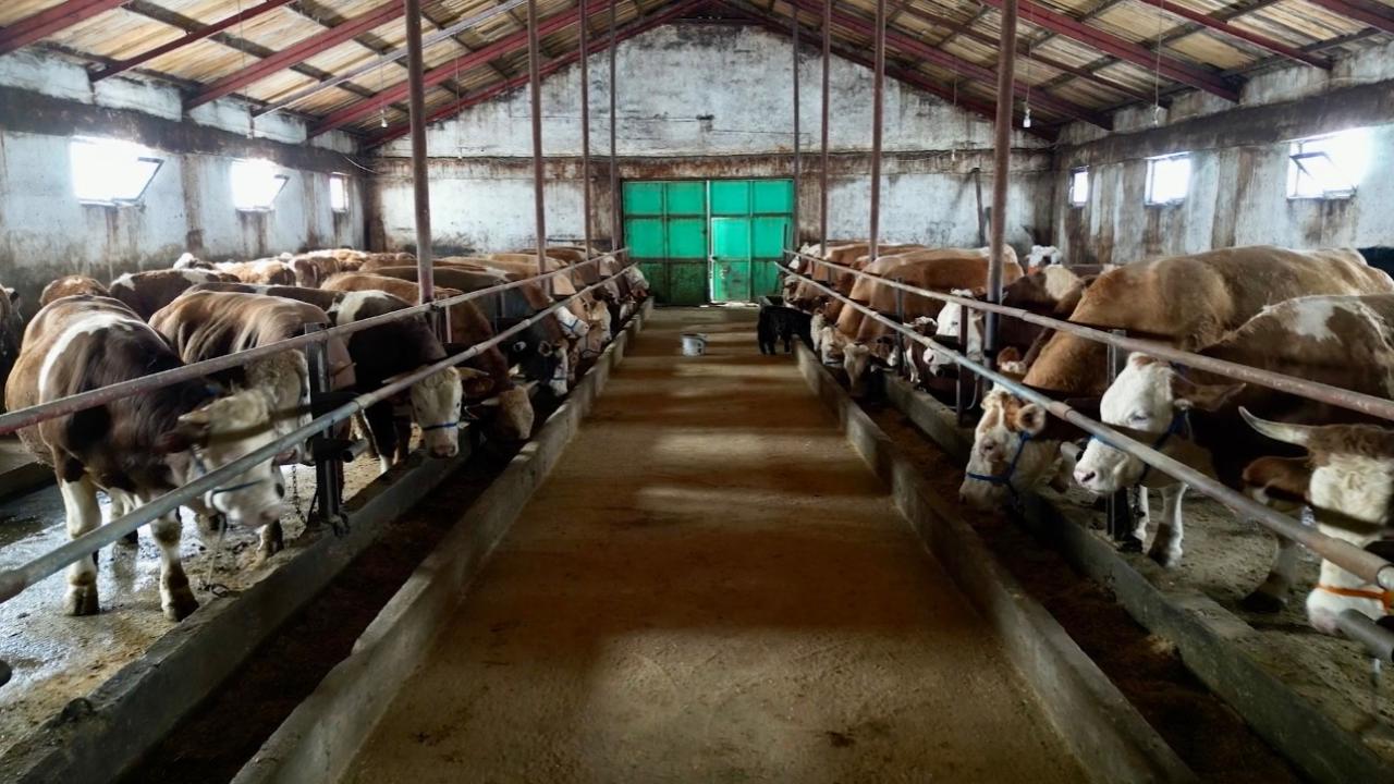 (Videolu Haber) Ağrı’da yetiştiriciye devlet desteği