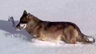 Ardahan'da kurtlar karlı arazide ağzında kemikle görüntülendi
