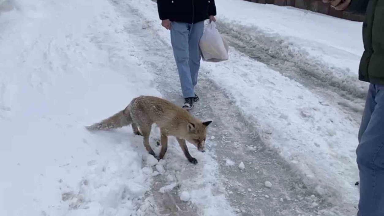Bingöl’de aç kalan kızıl tilki şehir merkezine indi