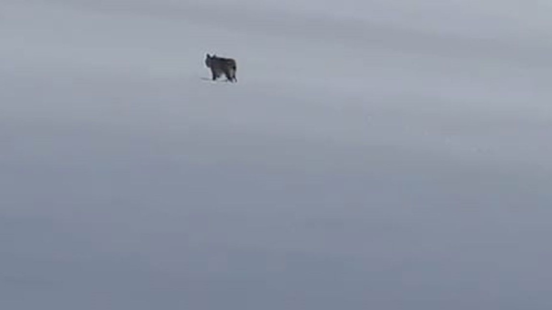 Bitlis'in Adilcevaz ilçesinde kar üzerinde vaşak görüntülendi