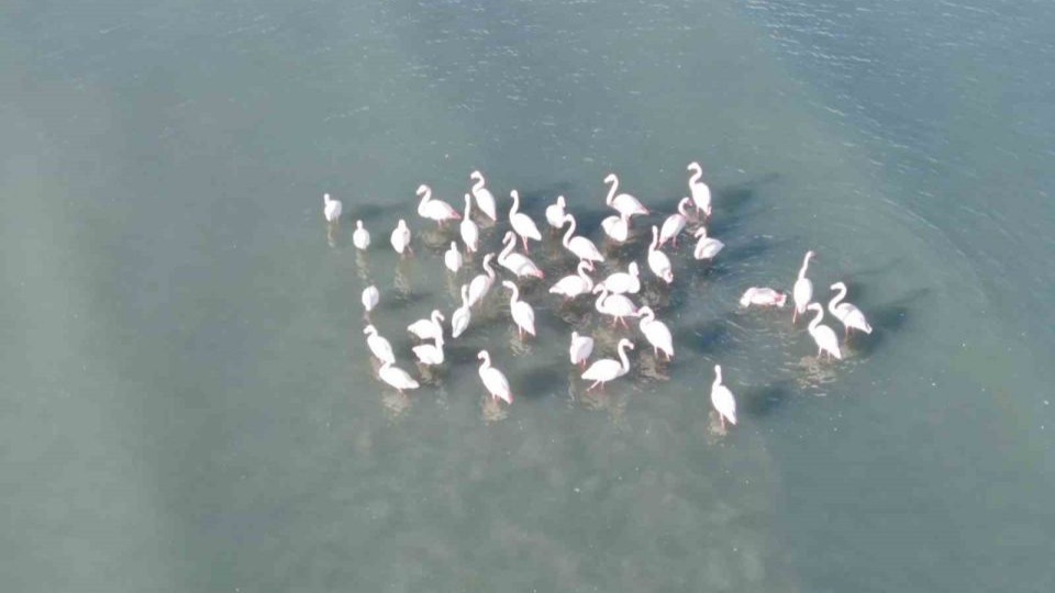 Flamingolar bu yıl da Van’dan göç etmedi