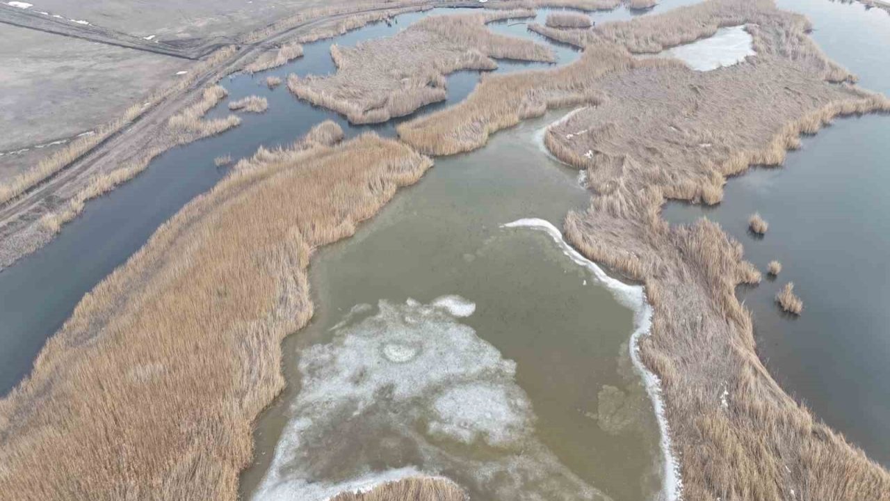 Iğdır’da donan Karasu Sazlığı’nda buzlar eriyor