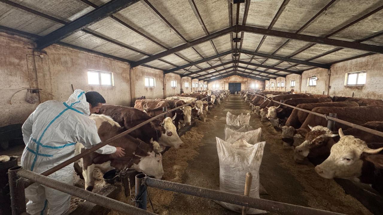 İl Müdürü Hüseyinoğlu, Ağrı’da modern ahır yatırımını yerinde inceledi