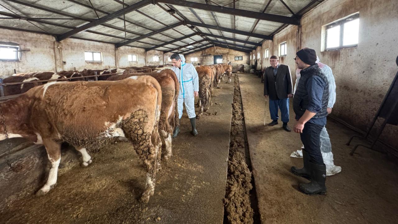 İl Müdürü Hüseyinoğlu, Ağrı’da modern ahır yatırımını yerinde inceledi