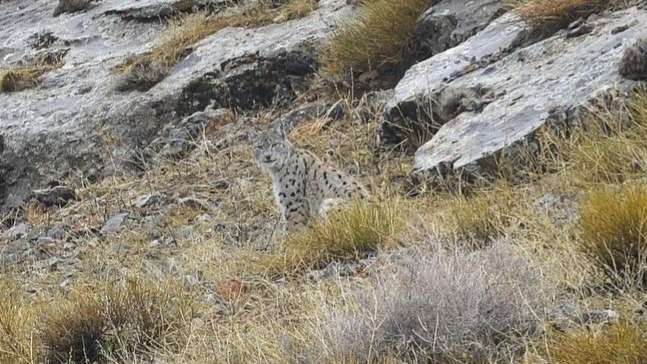 Kemaliye’de vaşak ve kızıl akbaba doğal yaşam alanlarında görüntülendi