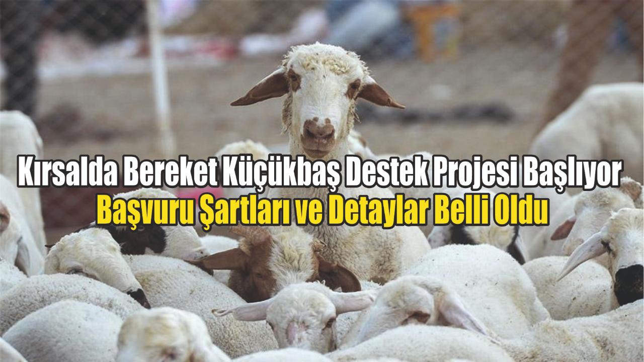 Kırsalda Bereket Küçükbaş Destek Projesi Başlıyor: Başvuru Şartları ve Detaylar Belli Oldu