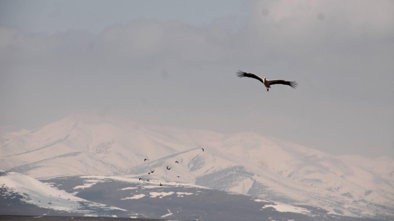 Leylekler Ağrı’ya Erken Döndü