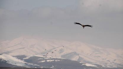 Leylekler Ağrı’ya Erken Döndü