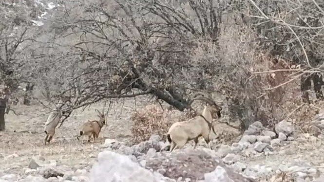 Malatya’da sürü halindeki yaban keçileri görüntülendi