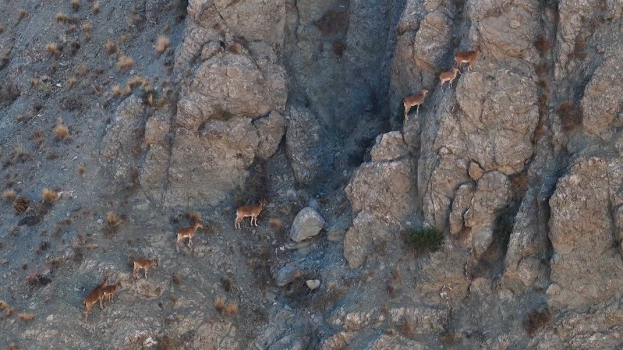 Munzur Dağlarının sarp kayalıklarında yaban keçileri