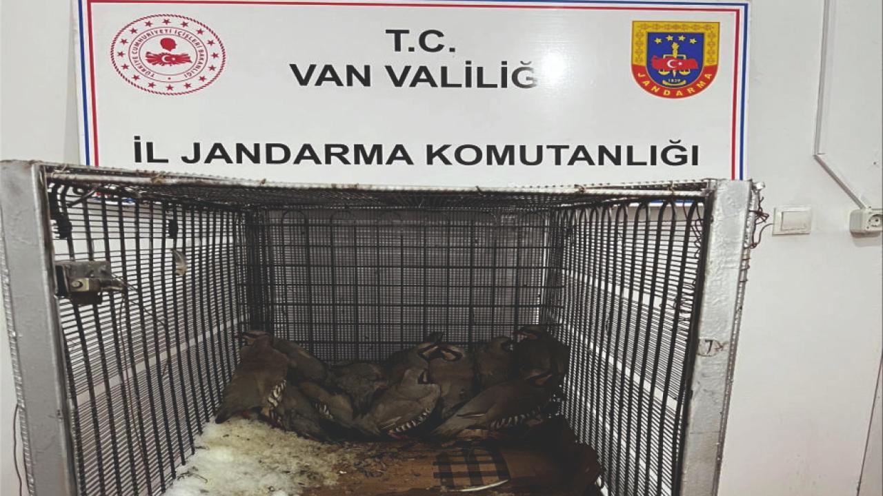 Muradiye’de 14 Kınalı Keklik Yakalayan Şahsa 75 Bin Lira Ceza