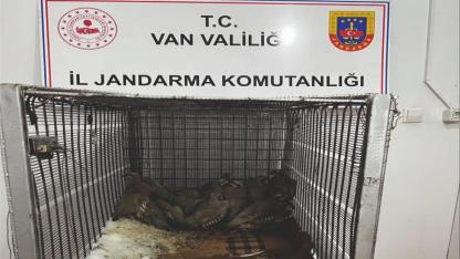Muradiye’de 14 Kınalı Keklik Yakalayan Şahsa 75 Bin Lira Ceza