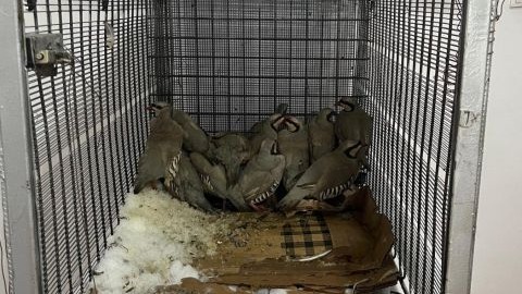 Muradiye'de keklik avına 75 bin 303 TL idari para cezası