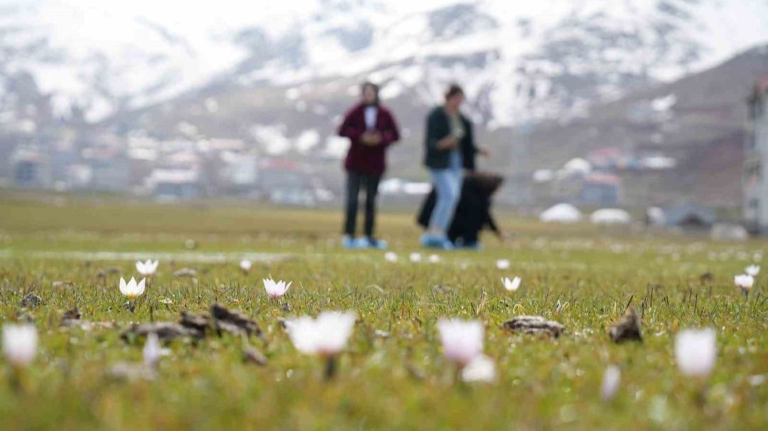 Muş Ovası’nda baharın habercisi çiğdemler açtı
