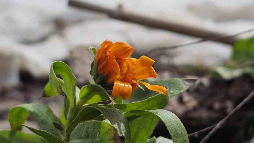 Şubat ayında çiçekler karlar arasında açtı