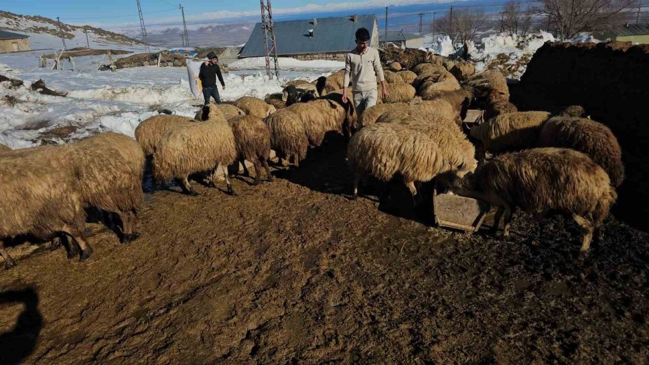 Süphan Dağı’nın eteğinde zorlu hayvancılık mücadelesi