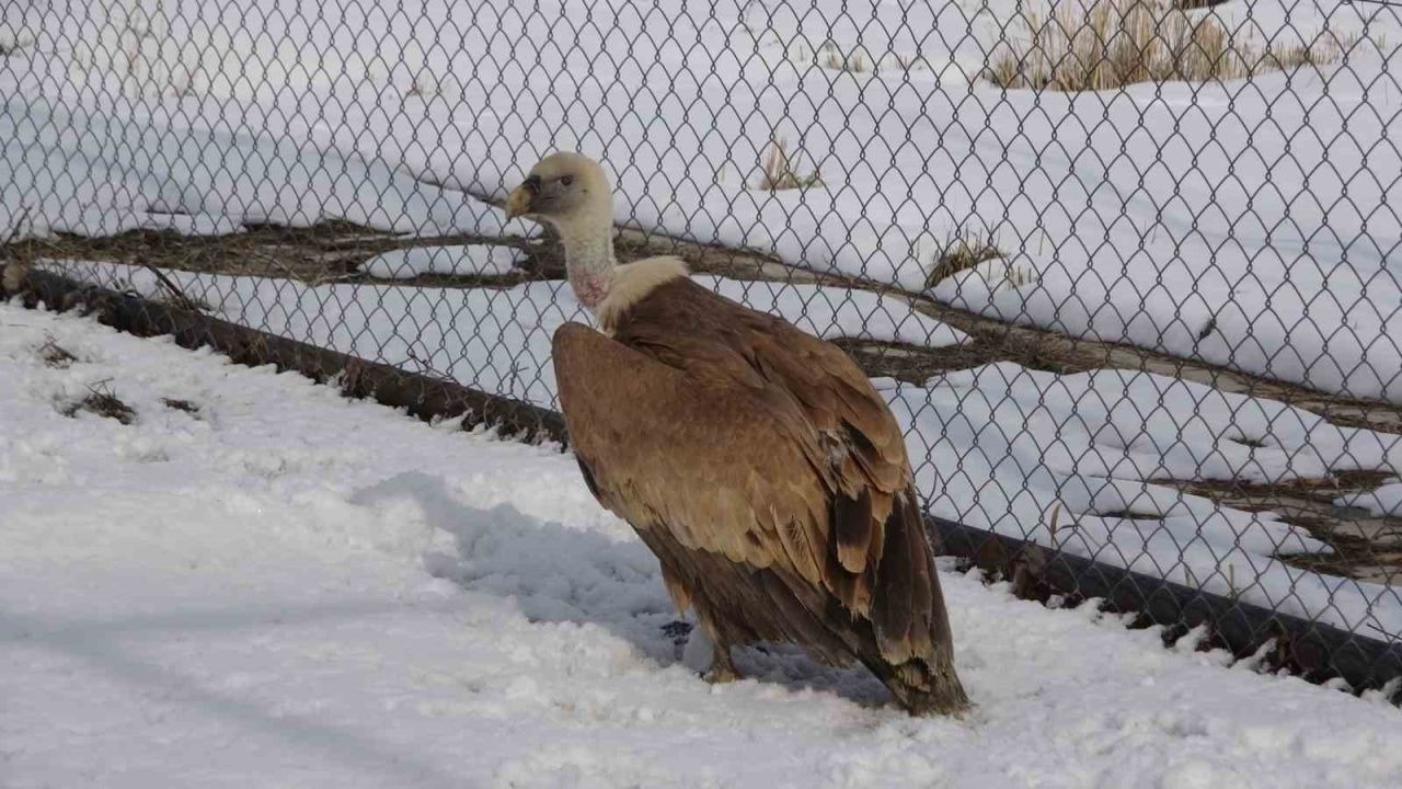 Van YYÜ’de yırtıcı kuşlar şifa bulup doğaya dönüyor