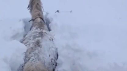 Kars’ta bu kez at kara saplandı