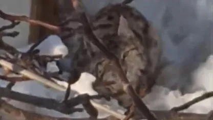 Yüksekova’da yerleşim alanına inen vaşak görüntülendi