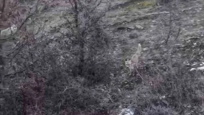 Muş Hasköy’de tilkilerin dron ile imtihanı