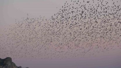 Van Kalesi’nde eşsiz bir gösteri: Sığırcık kuşları havada dans etti